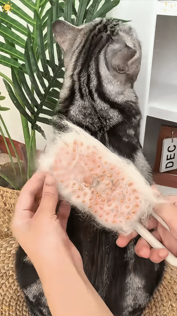 Escova PetLiss cheia de pelos removidos